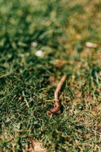 Engerlingen in je gazon herkennen en natuurlijk aanpakken